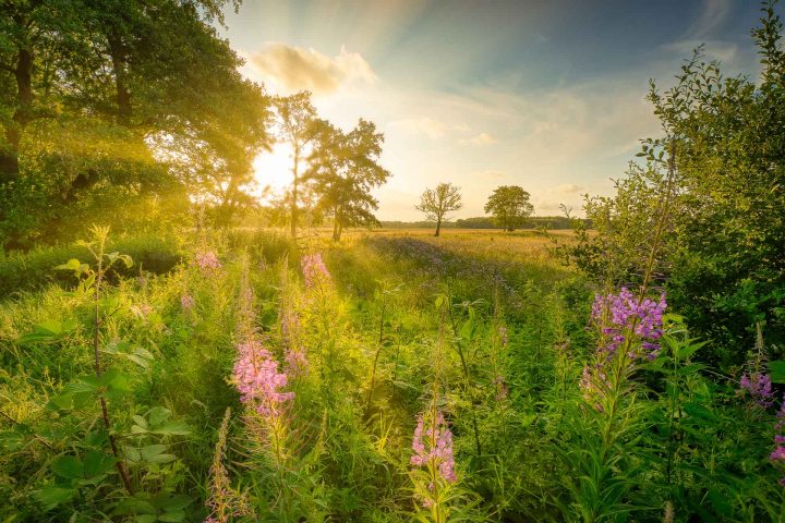 zomer landschap - Een mooie zomer weide in Drenthe met warm zonlicht en kleurrijke bloemen